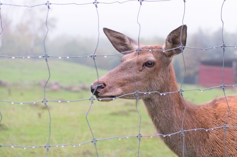 Deer Fencing Repair